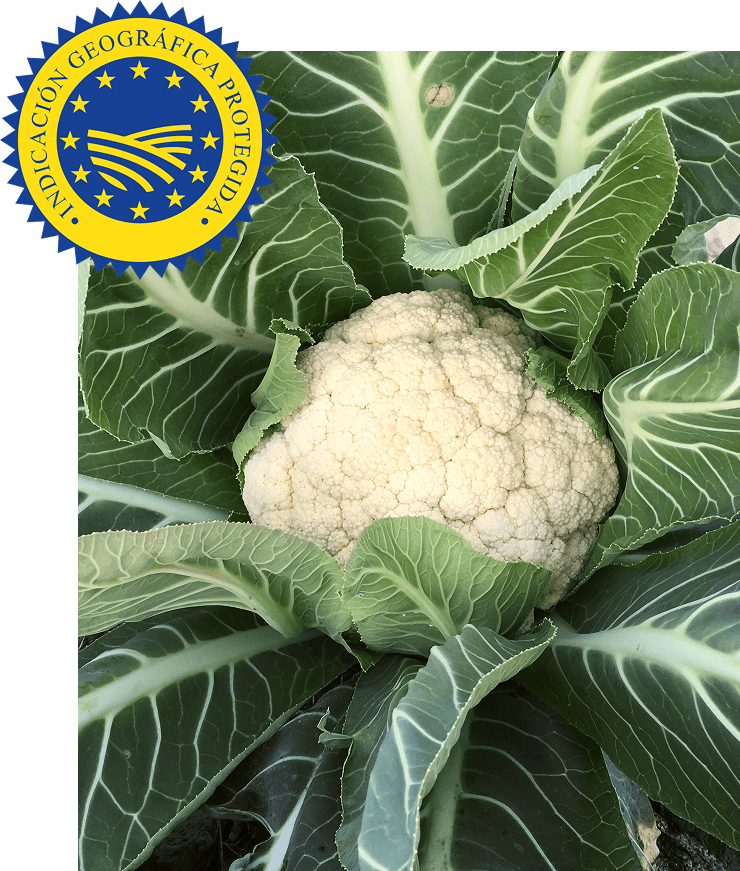 Cumplimos las normas estrictas de calidad y origen