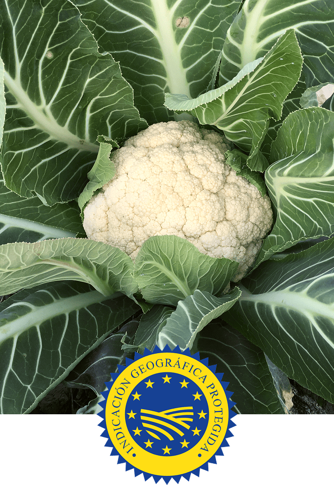 Cumplimos las normas estrictas de calidad y origen