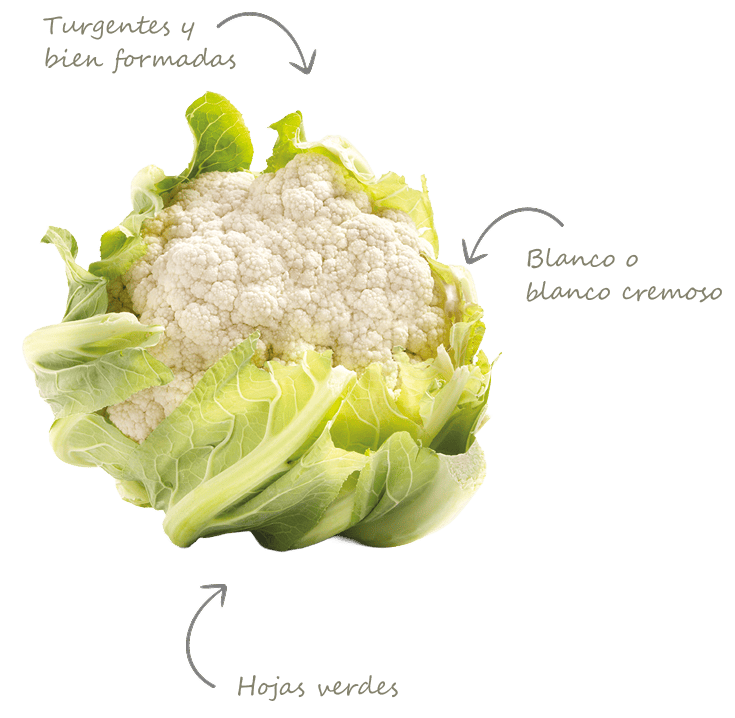 Partes de un coliflor